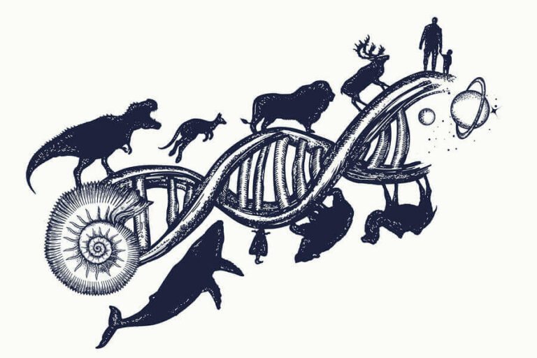O QUE É EVOLUÇÃO? - Manual da Biologia