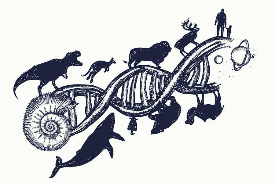 O QUE É EVOLUÇÃO?