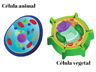 QUESTÕES SOBRE CÉLULAS (8º ano)