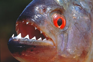 As piranhas também comem vegetais
