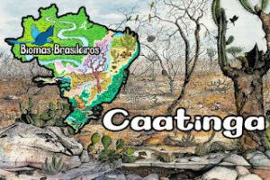 BIOMAS BRASILEIROS: CAATINGA - Manual da Biologia