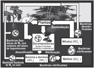 QUESTÕES DO ENEM - CICLOS BIOGEOQUÍMICOS