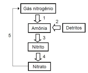 QUESTÕES DO ENEM - CICLOS BIOGEOQUÍMICOS