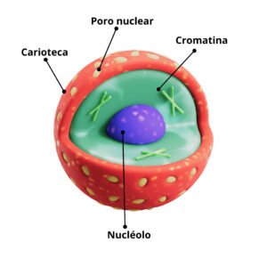 Núcleo celular