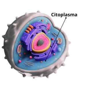 Citoplasma