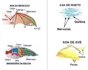 questões evolução 9 ano