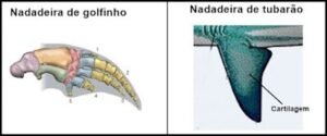 questões evolução 9 ano