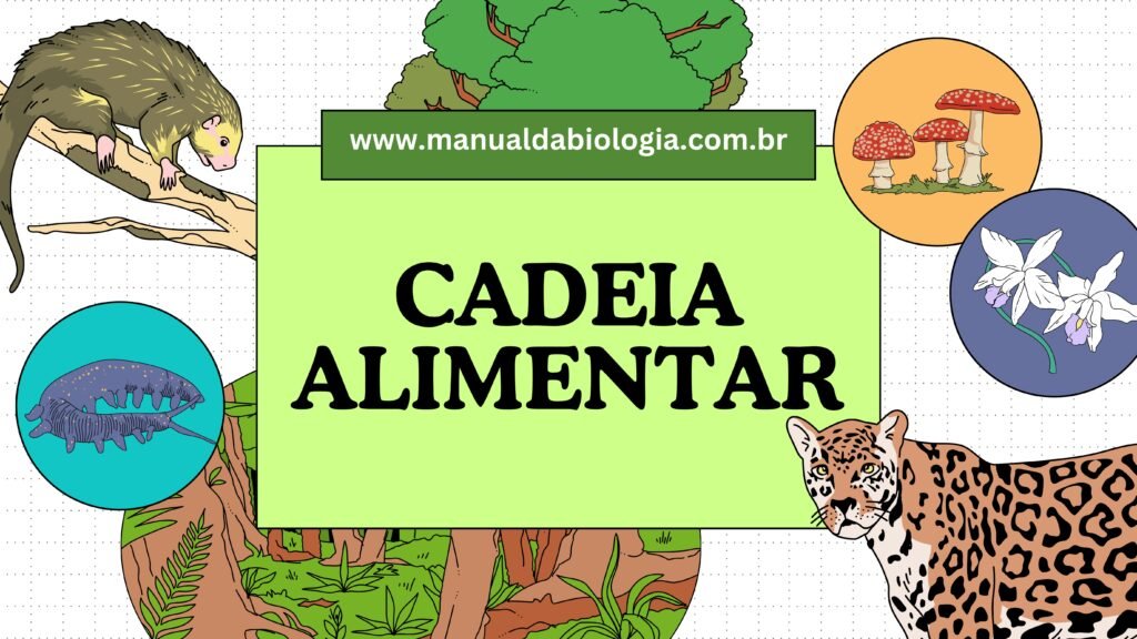 questões cadeia alimentar