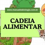 questões cadeia alimentar