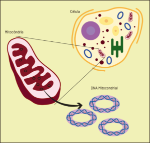 Resumo sobre mitocôndrias. Esquema de uma mitocôndria e seu Dna.