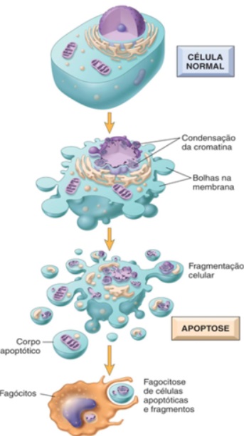 O QUE É A APOPTOSE?