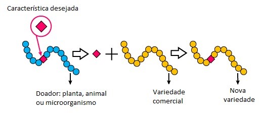 Transgenia engenharia genética