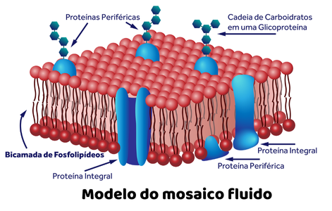 Resumo membrana plasmática