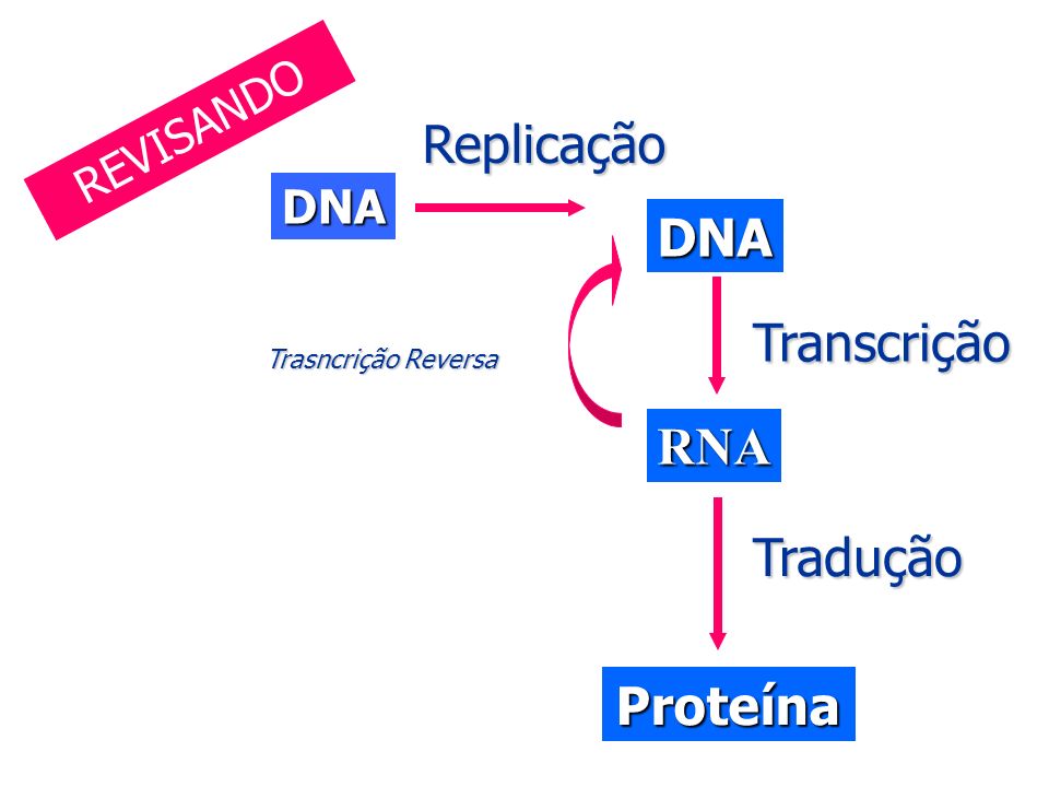 organelas celulares e suas funções
