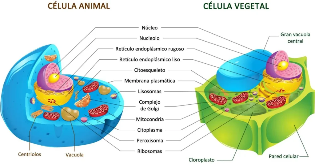 organelas celulares e suas funções