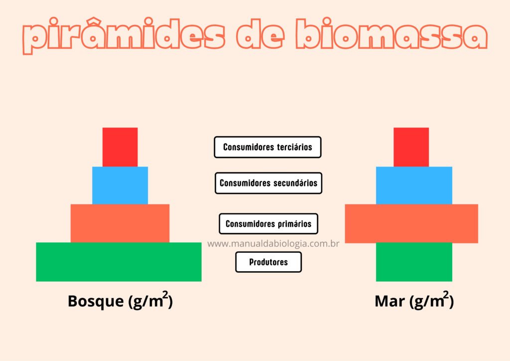 Pirâmide de biomassa