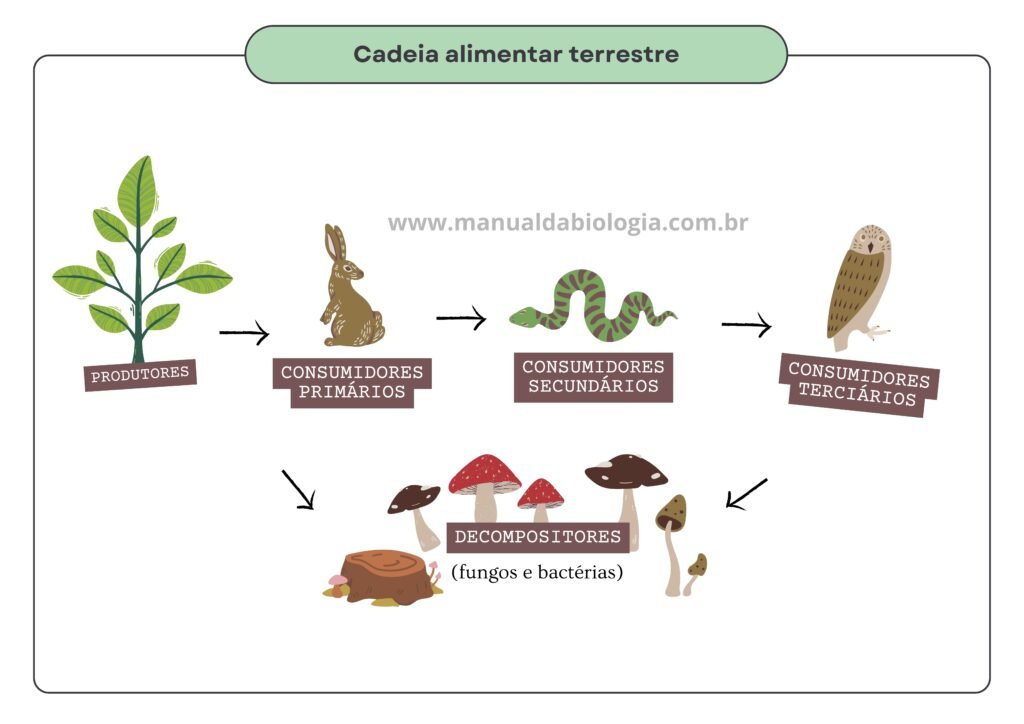 Cadeia alimentar terrestre