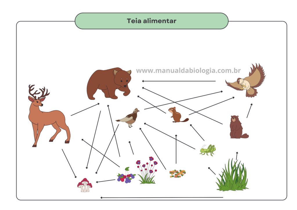 Teia alimentar