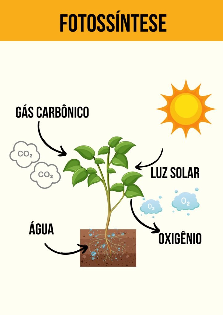 fluxo de energia no ecossistema