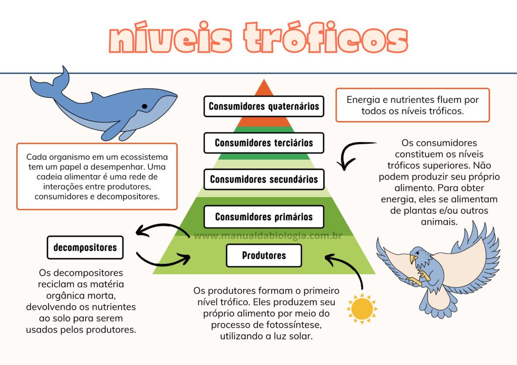 níveis tróficos