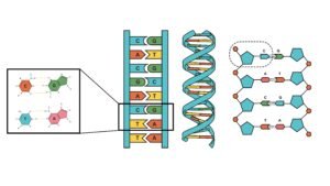 Ácidos nucleicos ENEM