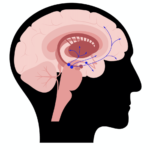 Dopamina no cérebro: como age e influencia comportamento e aprendizado