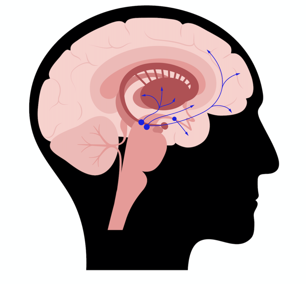 Dopamina no cérebro: como age e influencia comportamento e aprendizado